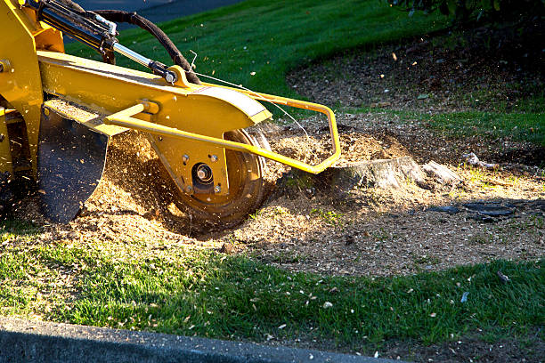 Best Tree and Shrub Care  in Weston, WV